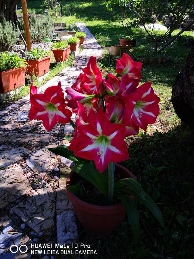 Villa Magia Ypsos Dış mekan fotoğraf